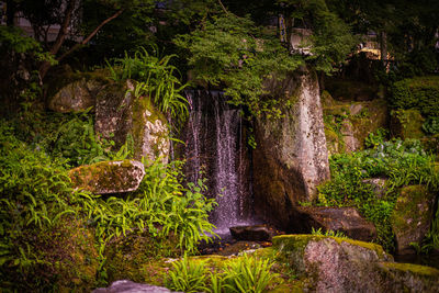 Scenic view of waterfall in forest