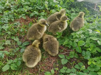 High angle view of ducklings on plants