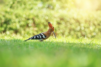 Close-up of a bird on field