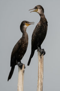 Close-up of cormorants perching on wooden posts