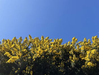 Low angle view of yellow flowering plants against clear blue sky