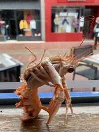 Close-up of crab on glass window