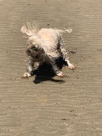 High angle view of dog on sand