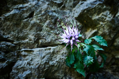 Close-up of purple flowering plant