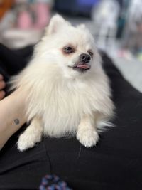 pet