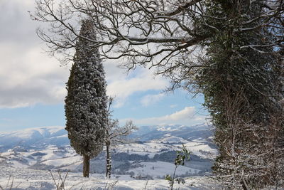 Bare trees on snow covered landscape