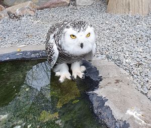 High angle view of owl in water