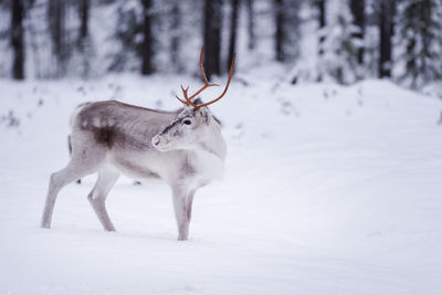 View of reindeer on snow covered field