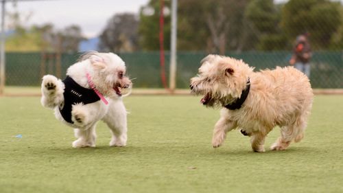 Dogs running