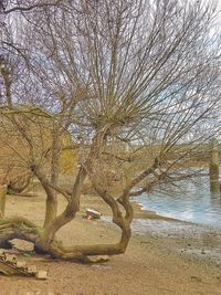 Trees in water