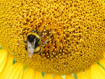 Close-up of bee pollinating on sunflower