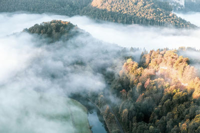 Aerial view of trees in forest during foggy weather