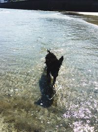 Cat in water