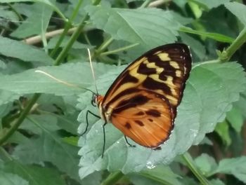 Close-up of butterfly on leaf