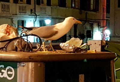 Birds on illuminated lamp at night