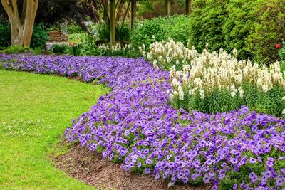 Purple flowering plants in garden