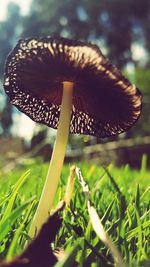 Close-up of mushroom growing on field