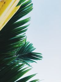 Close-up of palm tree against clear sky