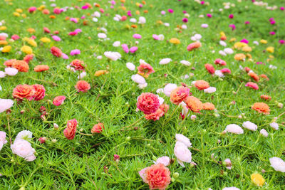 Close-up of fresh white flowers in field