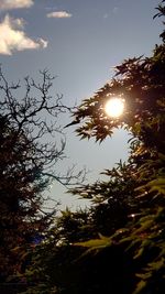 Low angle view of trees against sky during sunset