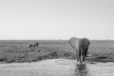 View of elephant in the sea