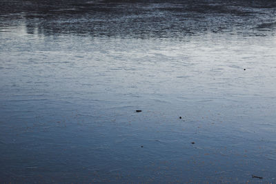 High angle view of bird in lake