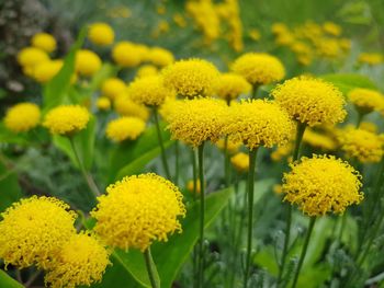 Close-up of yellow flowering plant