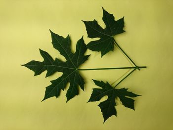 Close-up of maple leaves