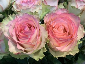 Close-up of rose bouquet