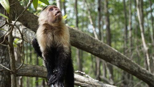 Capuchin monkey sitting on tree in forest