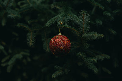 Close up of an ornament hanged on a christmas tree