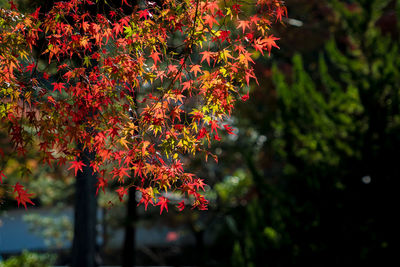 Close-up of red maple leaves on tree