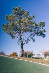Tree on field against clear sky