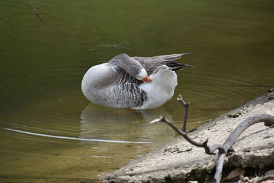 Close-up of duck in lake