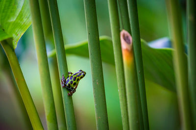 Close-up of frog on plant