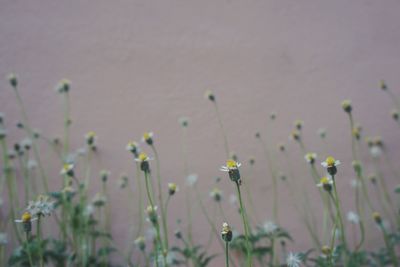 Close-up of plants growing outdoors