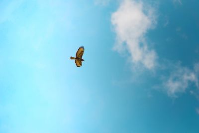 Low angle view of eagle flying against sky