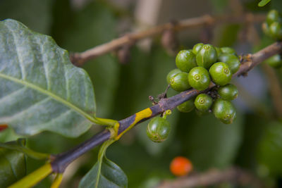 Close-up of berries growing on plant