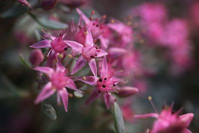 Close-up of pink flowers