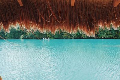 View of plants in calm water