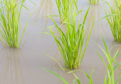 Close-up of grass