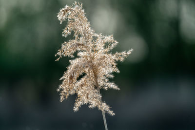 Close-up of frost on plant