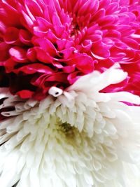 Close-up of pink dahlia