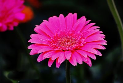 Close-up of pink flower blooming outdoors