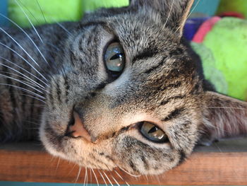 Close-up portrait of cat