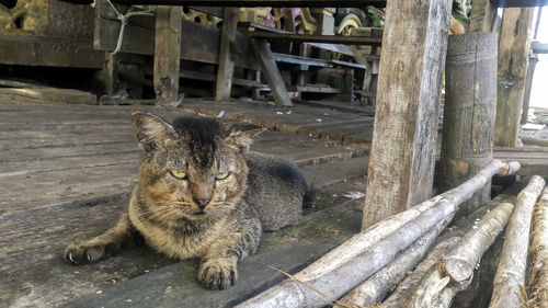 Portrait of cat relaxing on wood