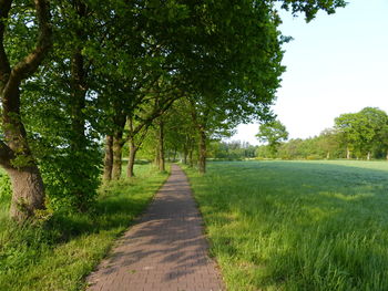 Footpath amidst trees on field against sky