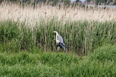 Bird flying over grassy field