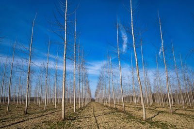 Trees on field against sky