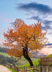 Tree on field against sky during autumn
